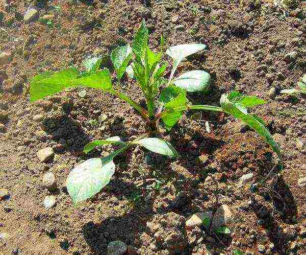 dahlias planting and care in the open field in spring with seeds