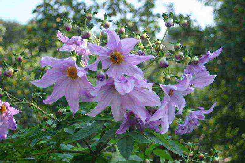 dahlias planting and care in the open field in spring with seeds