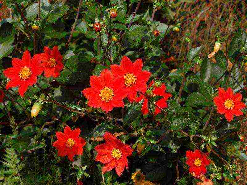 dahlias planting and care in the open field in spring with seeds