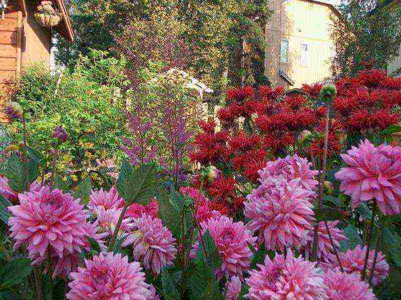 dahlias planting and care in the open field in spring with seeds