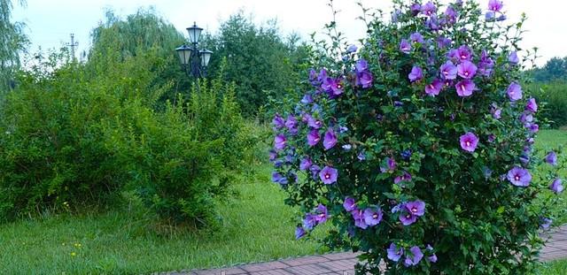 hibiscus syrian blue chiffon planting and care in the open field