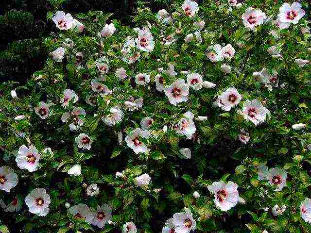 hibiscus syrian blue chiffon planting and care in the open field