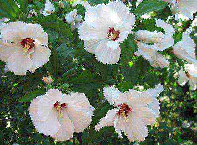 hibiscus syrian blue chiffon na pagtatanim at pangangalaga sa bukas na bukid