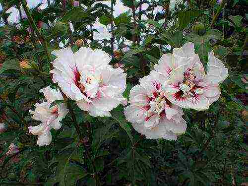 hibiscus syrian blue chiffon na pagtatanim at pangangalaga sa bukas na bukid