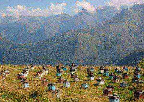 Apiary in the mountains