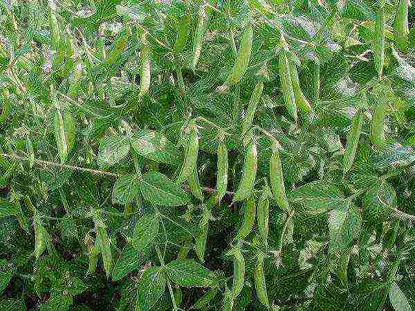 Green young peas in pods