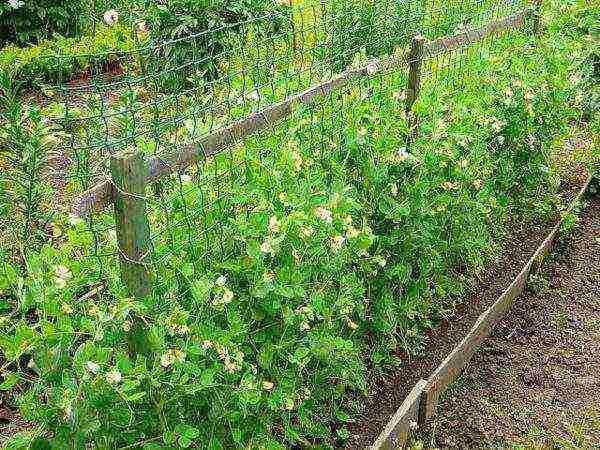 The site for peas is chosen sunny, with a deep bed of groundwater.