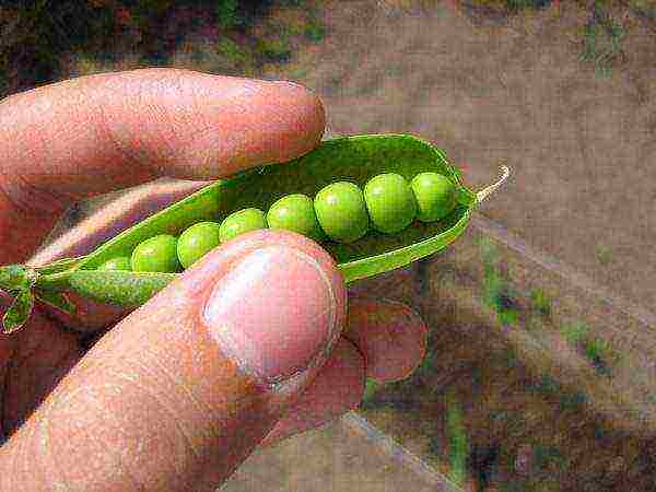 Green, canned, fresh peas are allowed to be consumed up to 200 gr. per day