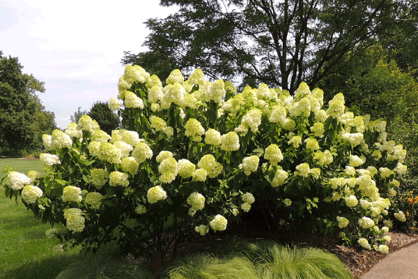 hydrangea paniculata limelight care planting and care in the open field