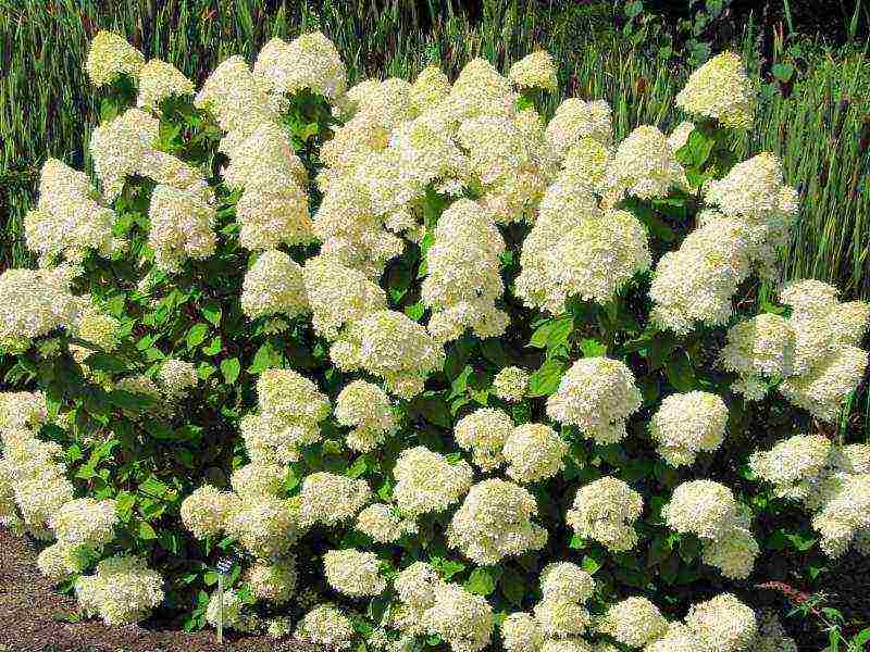 hydrangea paniculata limelight care planting and care in the open field