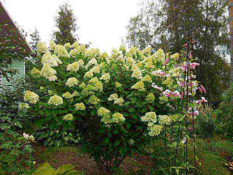 hydrangea panikulata limelight care pagtatanim at pangangalaga sa bukas na bukid