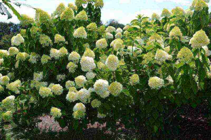 hydrangea paniculata limelight care planting and care in the open field