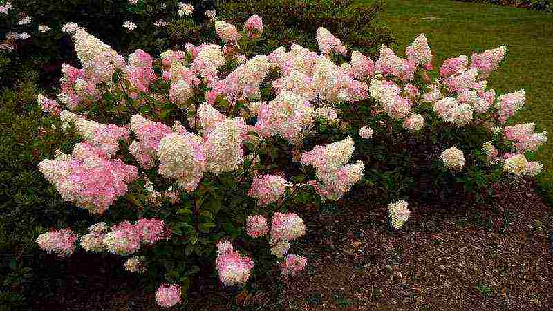 panicle hydrangea varieties planting and care in the open field