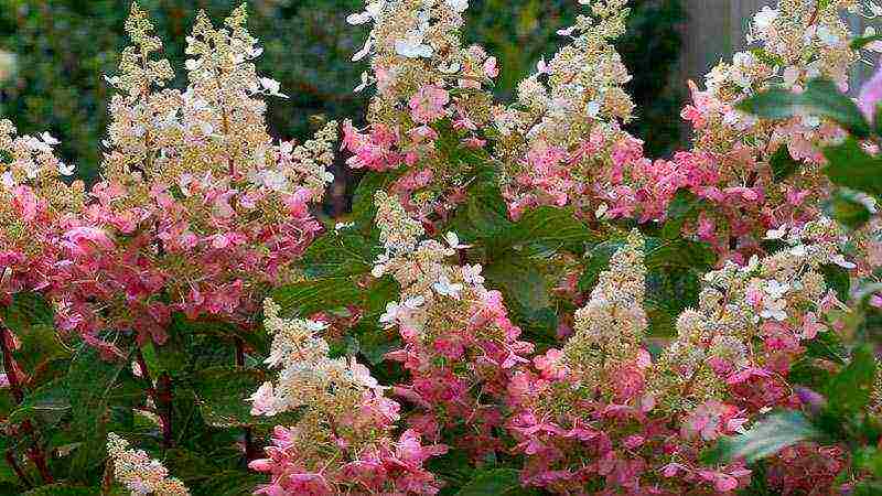 panicle hydrangea varieties planting and care in the open field