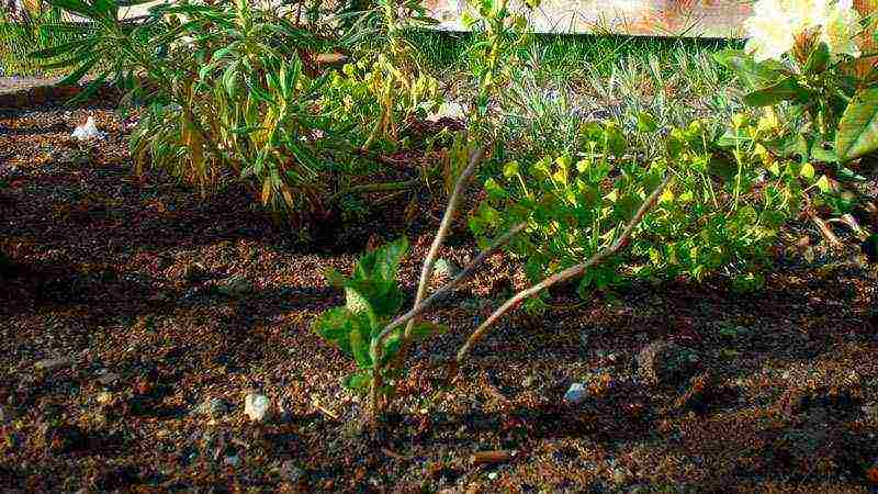 panicle hydrangea varieties planting and care in the open field