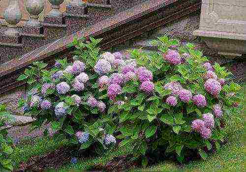 panicle hydrangea varieties planting and care in the open field