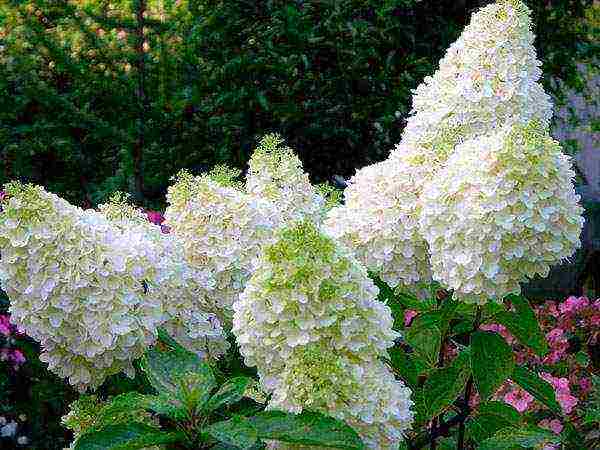 panicle hydrangea varieties planting and care in the open field