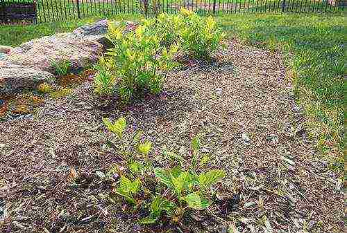 hydrangea serrated planting and care in the open field in the suburbs