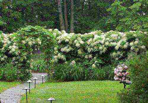 hydrangea na may halaman na pagtatanim at pangangalaga sa bukas na bukid sa mga suburb