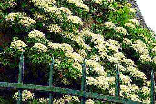 hydrangea serrated planting and care in the open field in the suburbs