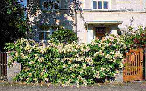 hydrangea na may halaman na pagtatanim at pangangalaga sa bukas na bukid sa mga suburb