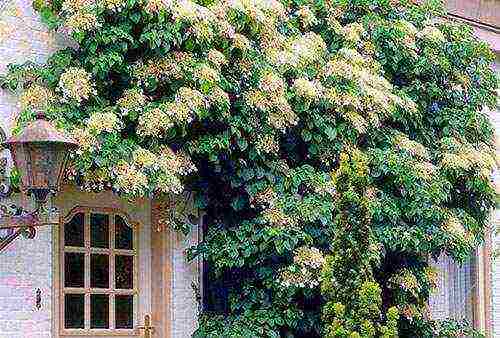 hydrangea serrated planting and care in the open field in the suburbs