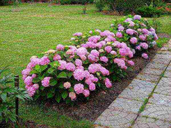 hydrangea na may halaman na pagtatanim at pangangalaga sa bukas na bukid sa mga suburb