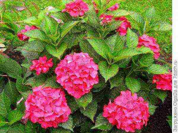 hydrangea serrated planting and care in the open field in the suburbs