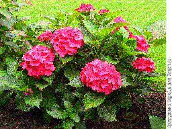 hydrangea serrated planting and care in the open field in the suburbs