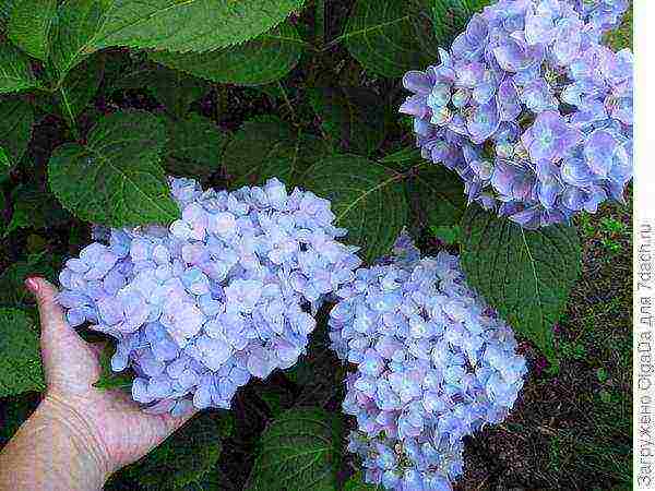 hydrangea na may halaman na pagtatanim at pangangalaga sa bukas na bukid sa mga suburb