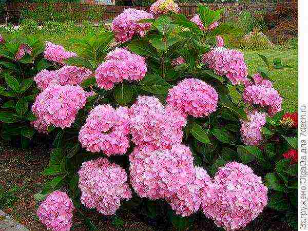 hydrangea serrated planting and care in the open field in the suburbs