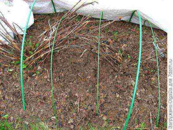 hydrangea serrated planting and care in the open field in the suburbs