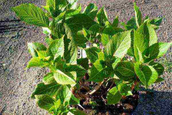 hydrangea serrated planting and care in the open field in the suburbs