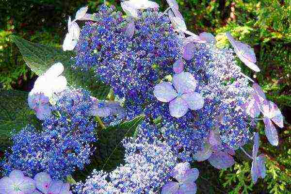 hydrangea na may halaman na pagtatanim at pangangalaga sa bukas na bukid sa mga suburb