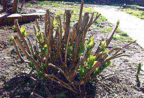 hydrangea serrated planting and care in the open field in the suburbs