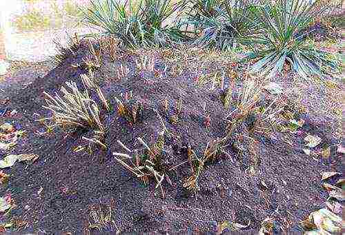 hydrangea serrated planting and care in the open field in the suburbs