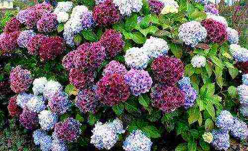 hydrangea na may halaman na pagtatanim at pangangalaga sa bukas na bukid sa mga suburb