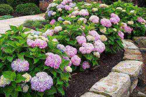 hydrangea serrated planting and care in the open field in the suburbs