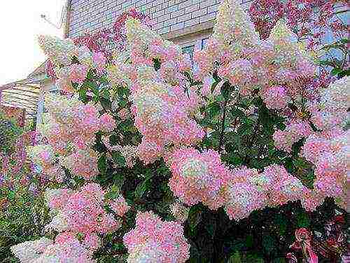 hydrangea na may halaman na pagtatanim at pangangalaga sa bukas na bukid sa mga suburb