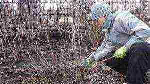 hydrangea garden planting from seeds and care in the open field