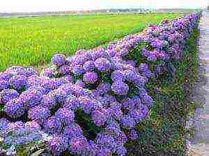 hydrangea na pagtatanim ng hardin mula sa mga binhi at pangangalaga sa bukas na bukid