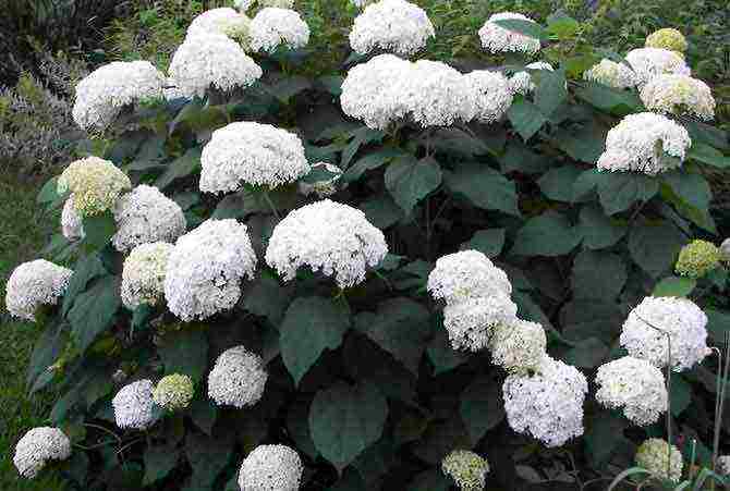 hydrangea garden planting from seeds and care in the open field