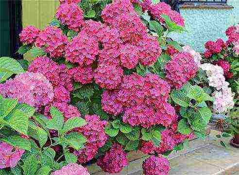 hydrangea na pagtatanim ng hardin mula sa mga binhi at pangangalaga sa bukas na bukid