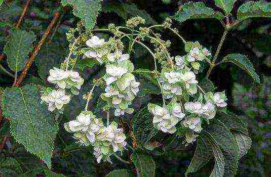 hydrangea garden planting from seeds and care in the open field