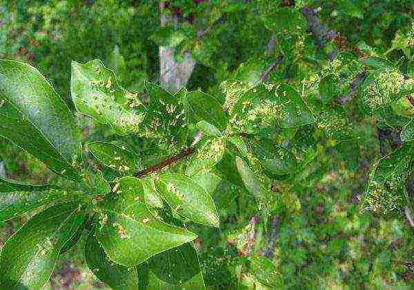 Mga sakit sa fungal at viral ng plum: diagnosis at paggamot