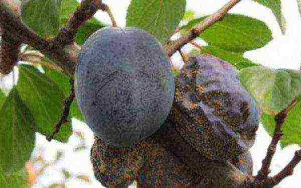 Fungal and viral diseases of the plum: diagnosis and treatment