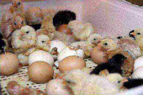 Newly hatched broiler chicks