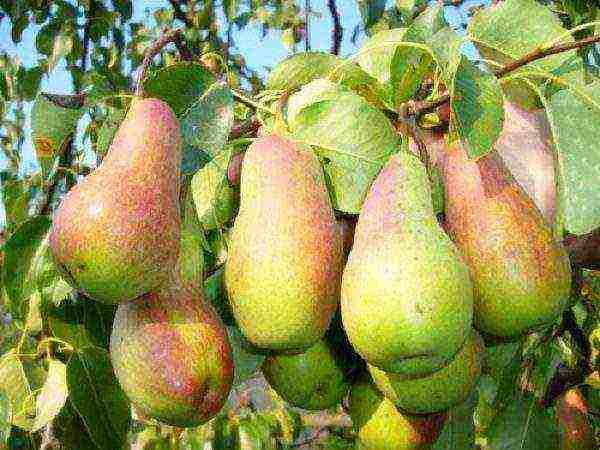 Zreli i sočni plodovi šumske ljepotice, spremni za berbu