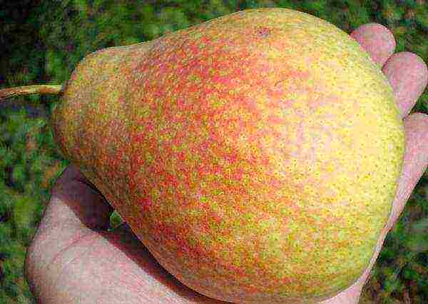 The fruits of the Marble pear variety are golden-green, with a red blush, juicy and sweet