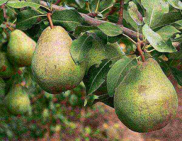 Pear fruits Belorussian late